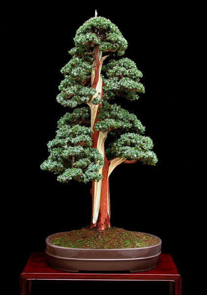 Juniperus meyerii "the corkscrew" created at IBC'91 Convention, in Birmingham