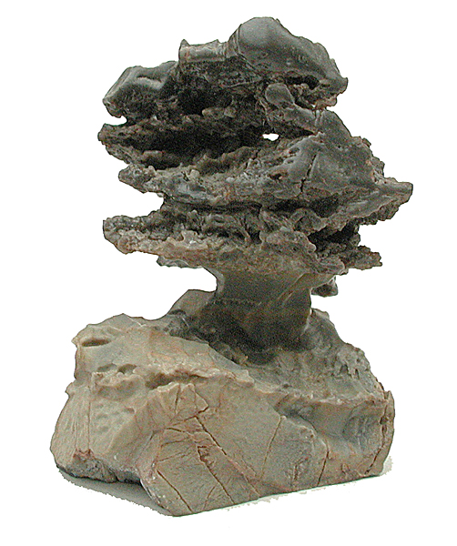 "Bonsai Tree" stone from Death Valley, USA